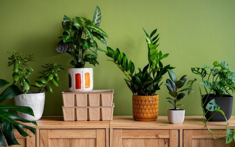 Decoración de interiores con plantas: naturaleza que transforma tu hogar